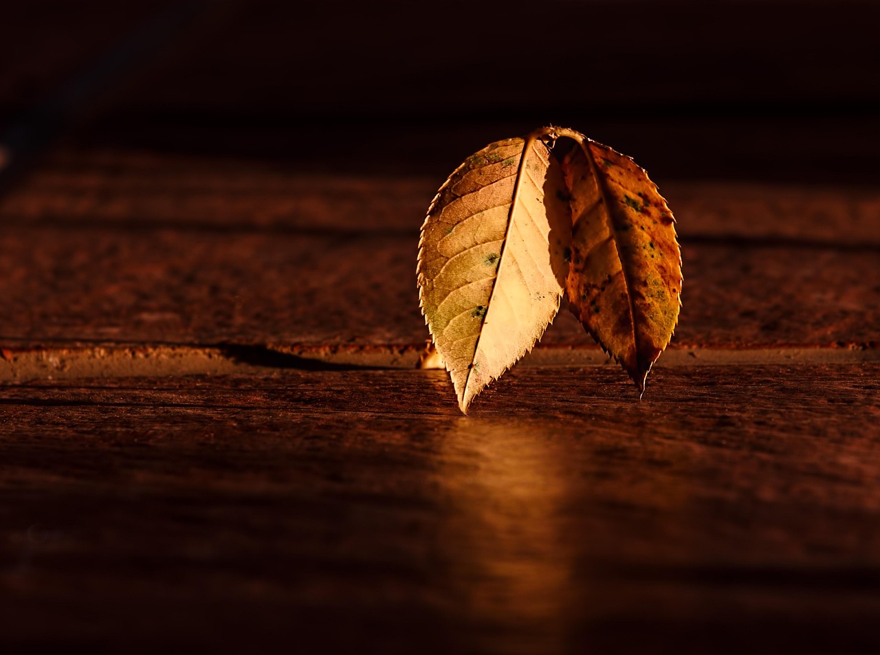 leaf, autumn, wood, contrast, nature, dark, abstract, fall, brown, shadow, highlight, brown abstract, brown wood, brown leaf, brown dark, brown leaves