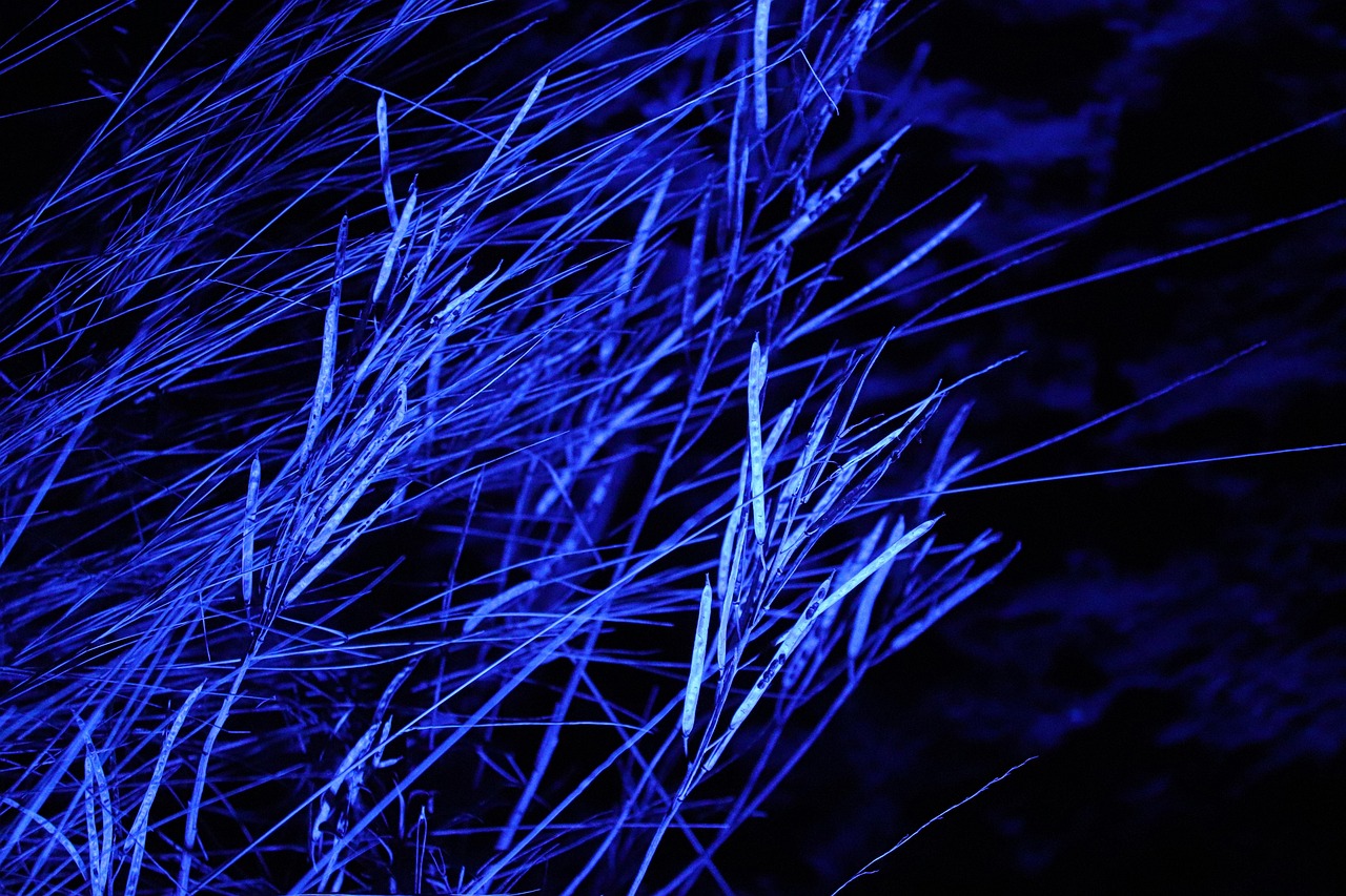 grass, blades of grass, blue grass, illuminated, nature, blue light, stalks