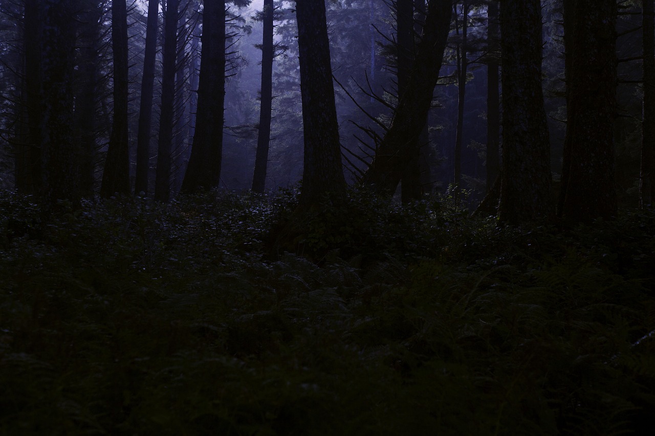 forest, wilderness, night, midnight, trees, woods, woodland, nature, horror, creepy, scary, dark, darkness, horror, horror, horror, horror, horror, creepy, scary, dark