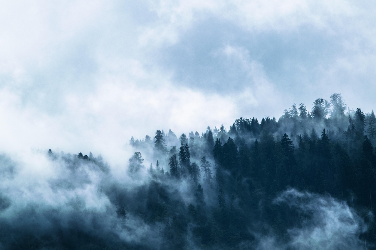 christmas background, fog, forest, conifers, trees, coniferous, conifer forest, foggy, haze, mist, misty, dark, gloomy, fir forest, coniferous forest, nature, outdoors